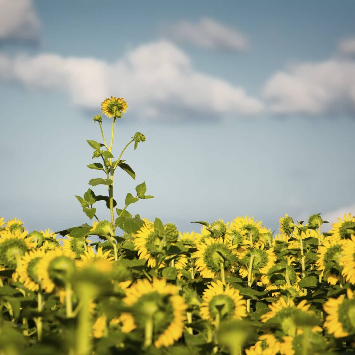 Why Customer Service is the New Marketing