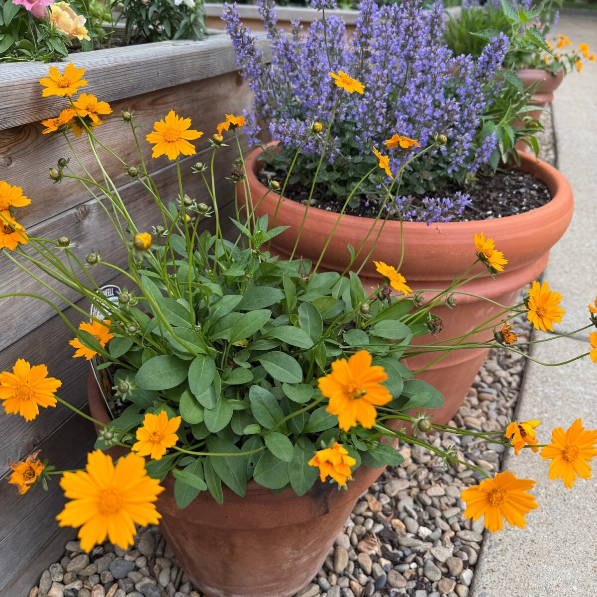 Potted flowers
