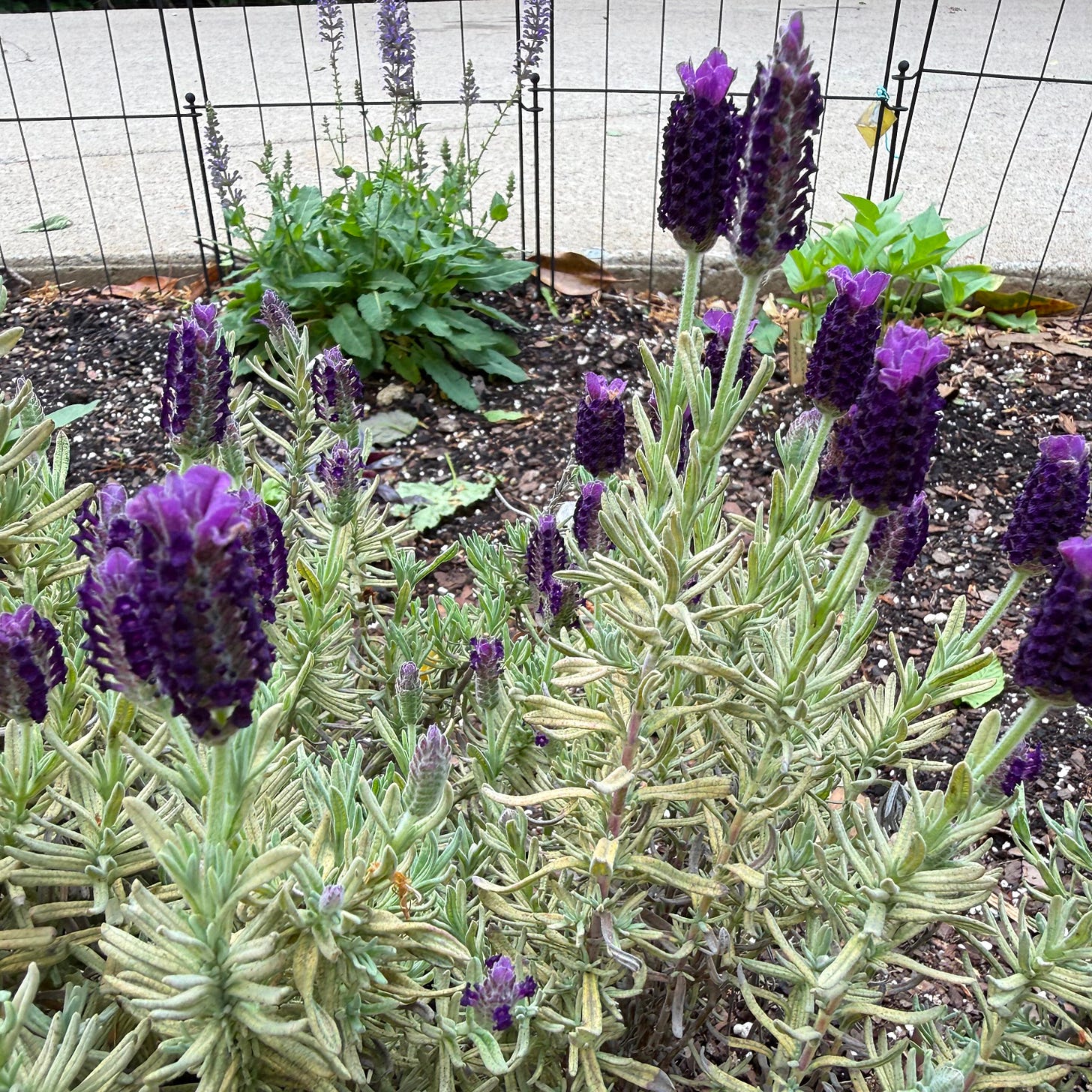 Lavender always blooms more in year two than it does year one. There’s a lesson in that.