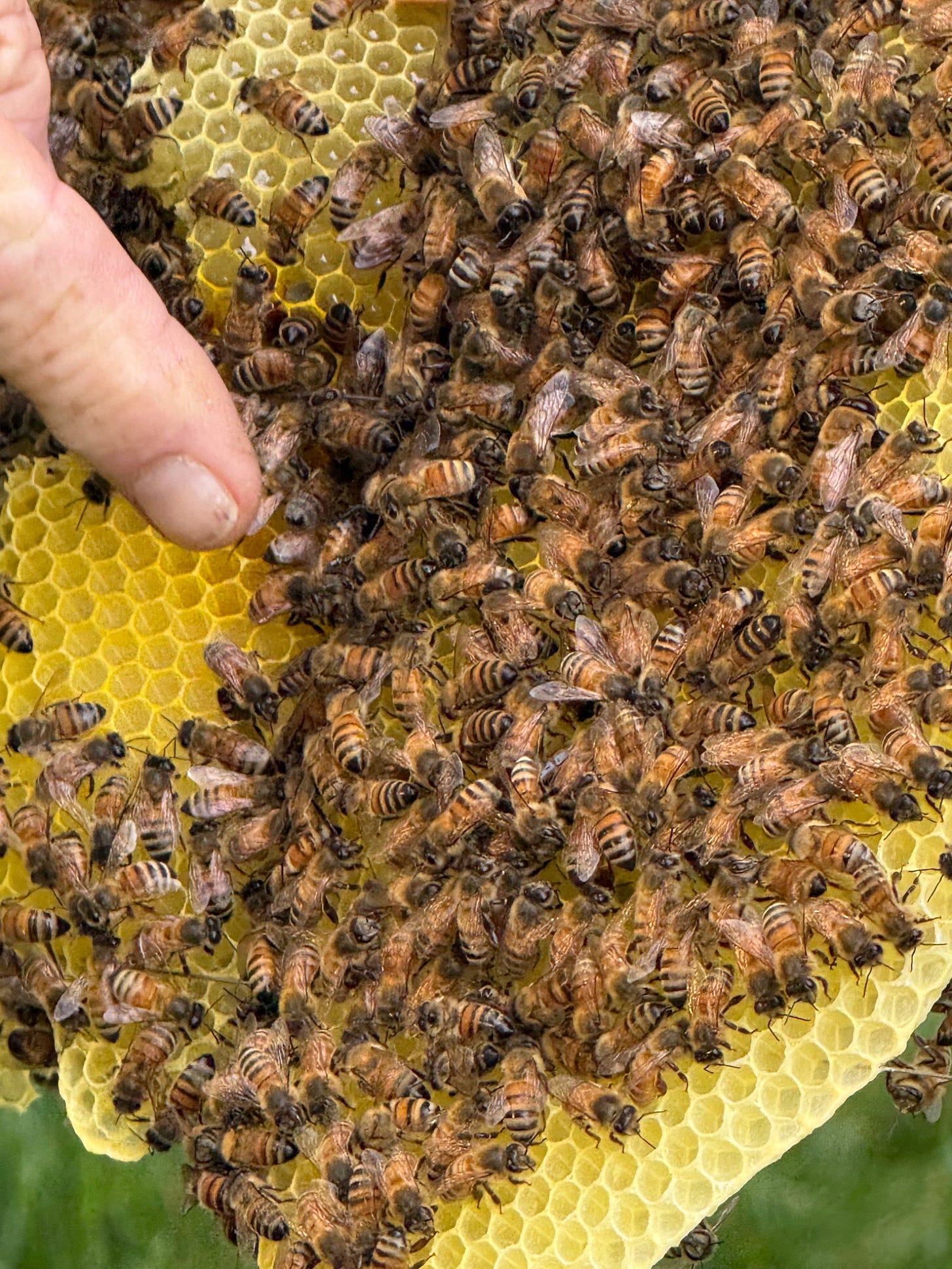 bees at work