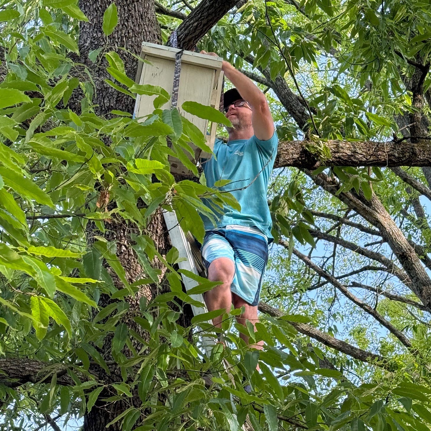 bee trap