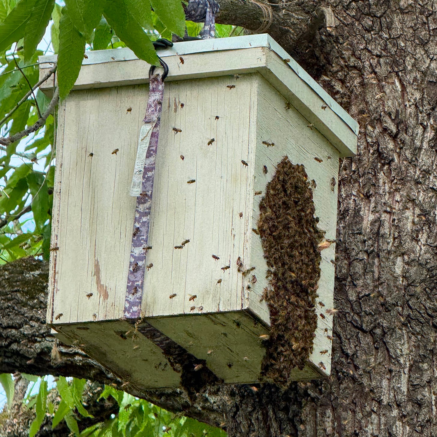 bees in bee box